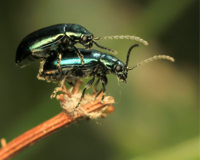 Beetles in love
