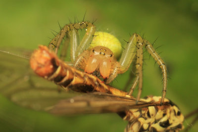 Cucumber spider eating a Crane Fly