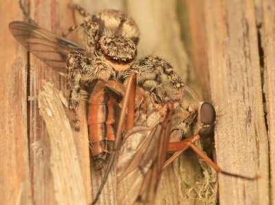 Jumping Spider eating a Snipe Fly