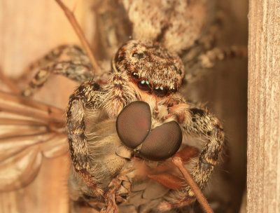 Jumping Spider eating a Snipe Fly