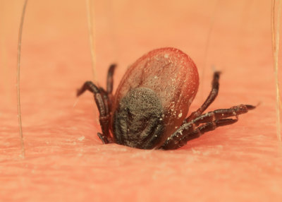 Ixodes ricinus (teek/tick)