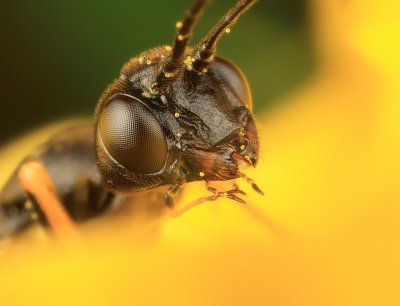 Cephus pygmaeus