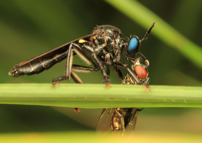 Robber Fly with prey