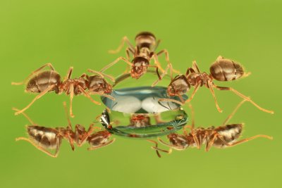Three drinking Ants
