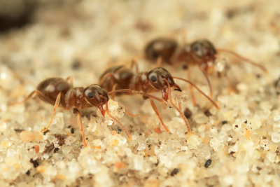 Three Ants working hard