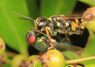 Gewone Vliegendoder (Mellinus arvensis)