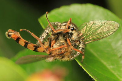 Jumping Spider on a Hover Fly