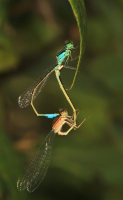 Ischnura elegans (Lantaarntje)