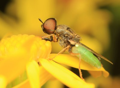 Oplodontha viridula (Wapenvlieg)