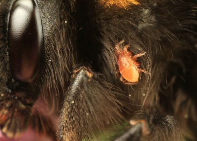 Mite on a bumblebee  (Mijt)