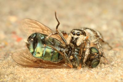 Jumping Spider on a Soldier Fly