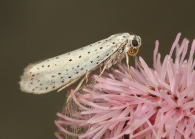 Yponomeuta evonymella (Stippelmot)