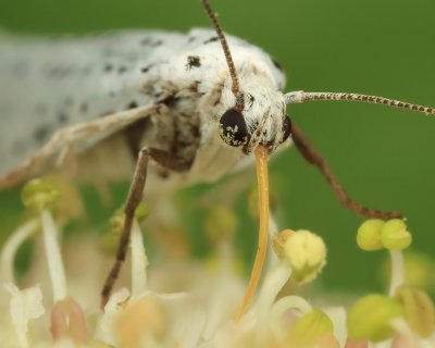 Yponomeuta evonymella (Stippelmot)