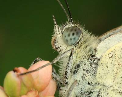 Pieris rapae (Koolwitje)