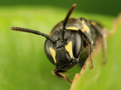Little Wasp