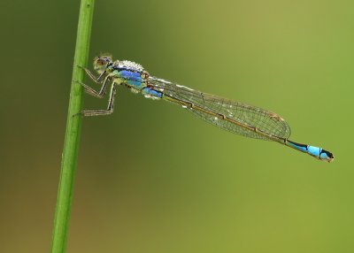 Ischnura elegans (Lantaarntje)