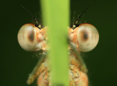 Ischnura elegans (Lantaarntje)