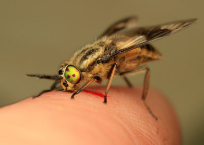 Chrysops relictus (Gewone Goudoogdaas)