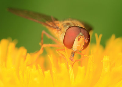 Hoverfly