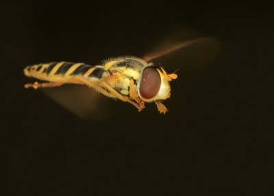 Hoverfly