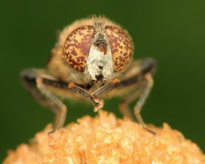 Eristalinus sepulchralis (Weidevlekoog)