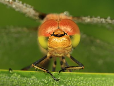 Common Darter