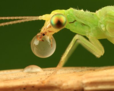 Chrysopa peria (Gaasvlieg)