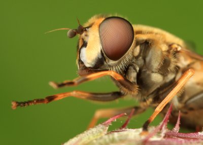 Hoverfly