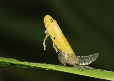 Cicadella viridis (Groene Cicade)