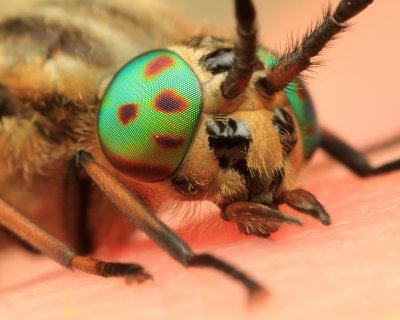 Chrysops relictus (Gewone Goudoogdaas)