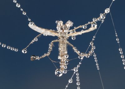 Caught in a web of Pearls