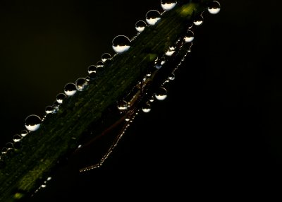 Graswants (Meadow Plant Bug)