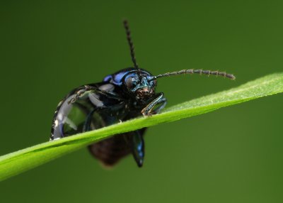 leaf beetle