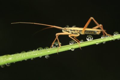 Graswants (Meadow Plant Bug)