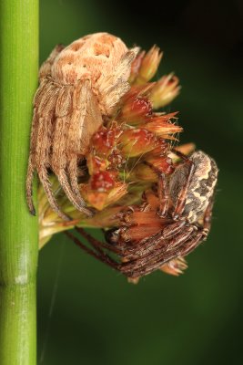 Larinioides cornutus (Rietkruisspin)
