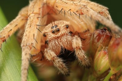 Larinioides cornutus (Rietkruisspin)