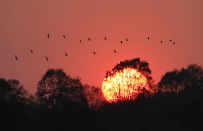 Crane (Grus grus)