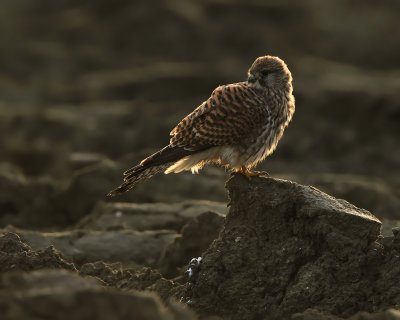 Kestrel