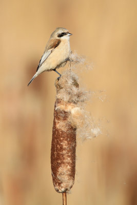 Penduline Tit