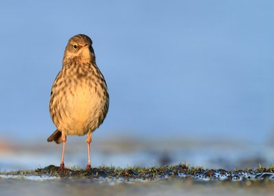 Rock Pipit