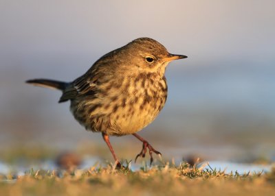 Rock Pipit