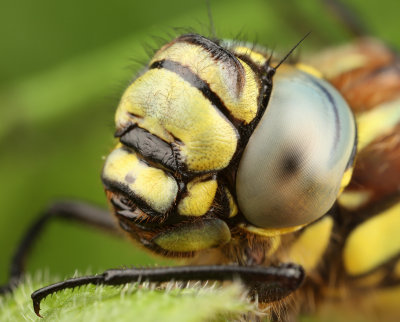 Hairy Dragonfly