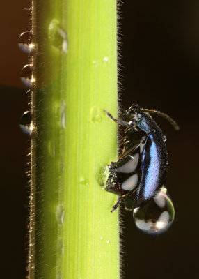 Leaf Beatle