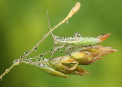 Graswants (Meadow Plant Bug)