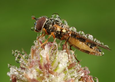 Melanostoma scalara