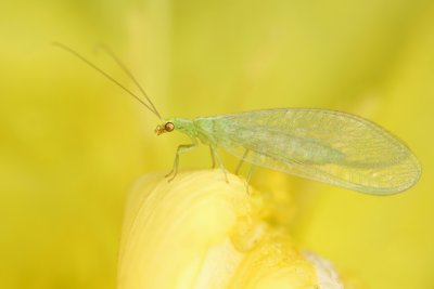 Chrysopa perla (Gaasvlieg)