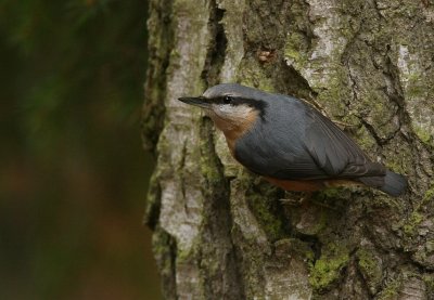 Nuthatch