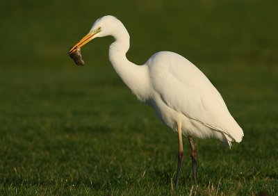 Great White Heron