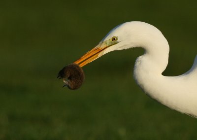 Great White Heron