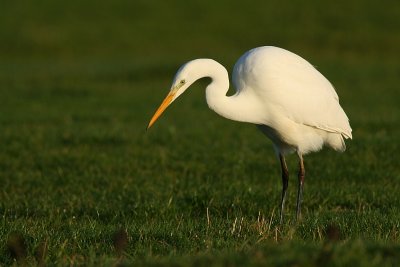 Great White Heron